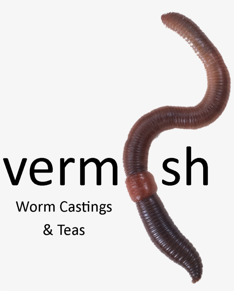 Detail Earthworm Png Nomer 41