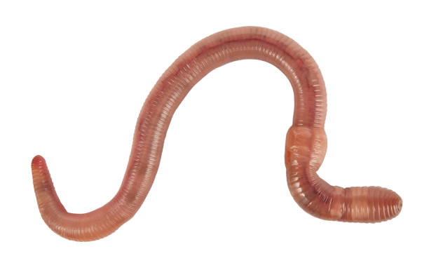 Detail Earthworm Png Nomer 49