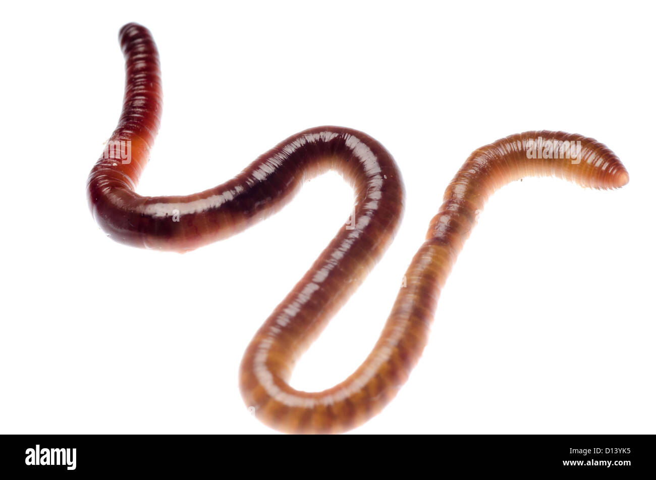 Detail Earthworm Png Nomer 52