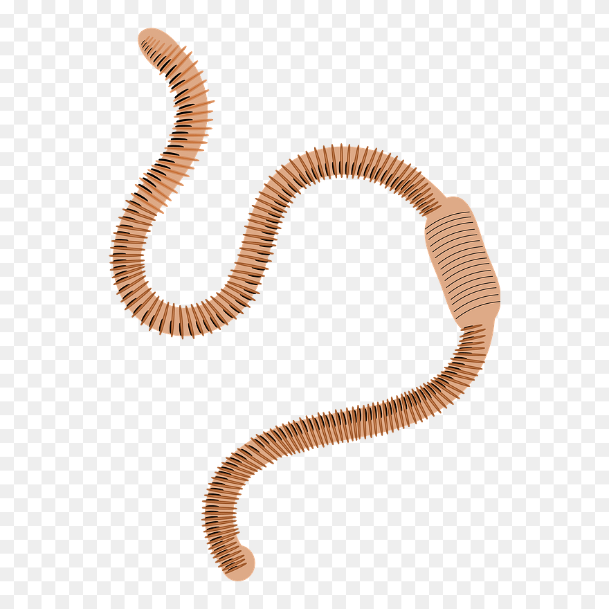 Detail Earthworm Png Nomer 55