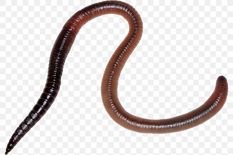 Detail Earthworm Png Nomer 7