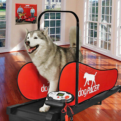 Ebay Dog Treadmill - KibrisPDR