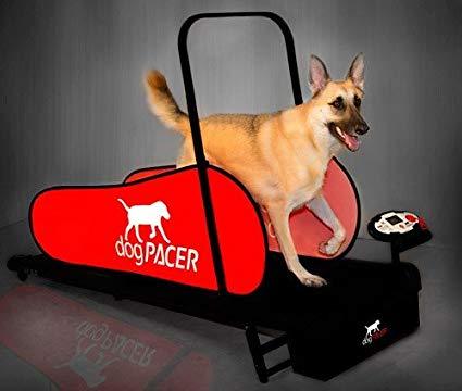 Detail Ebay Dog Treadmill Nomer 12