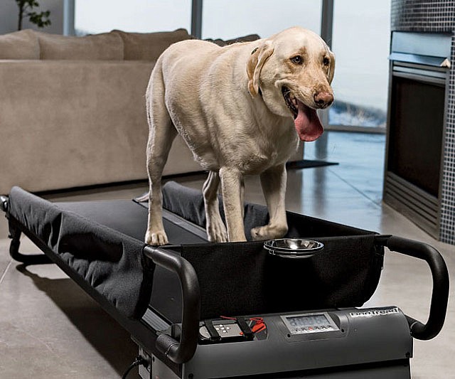 Detail Ebay Dog Treadmill Nomer 14