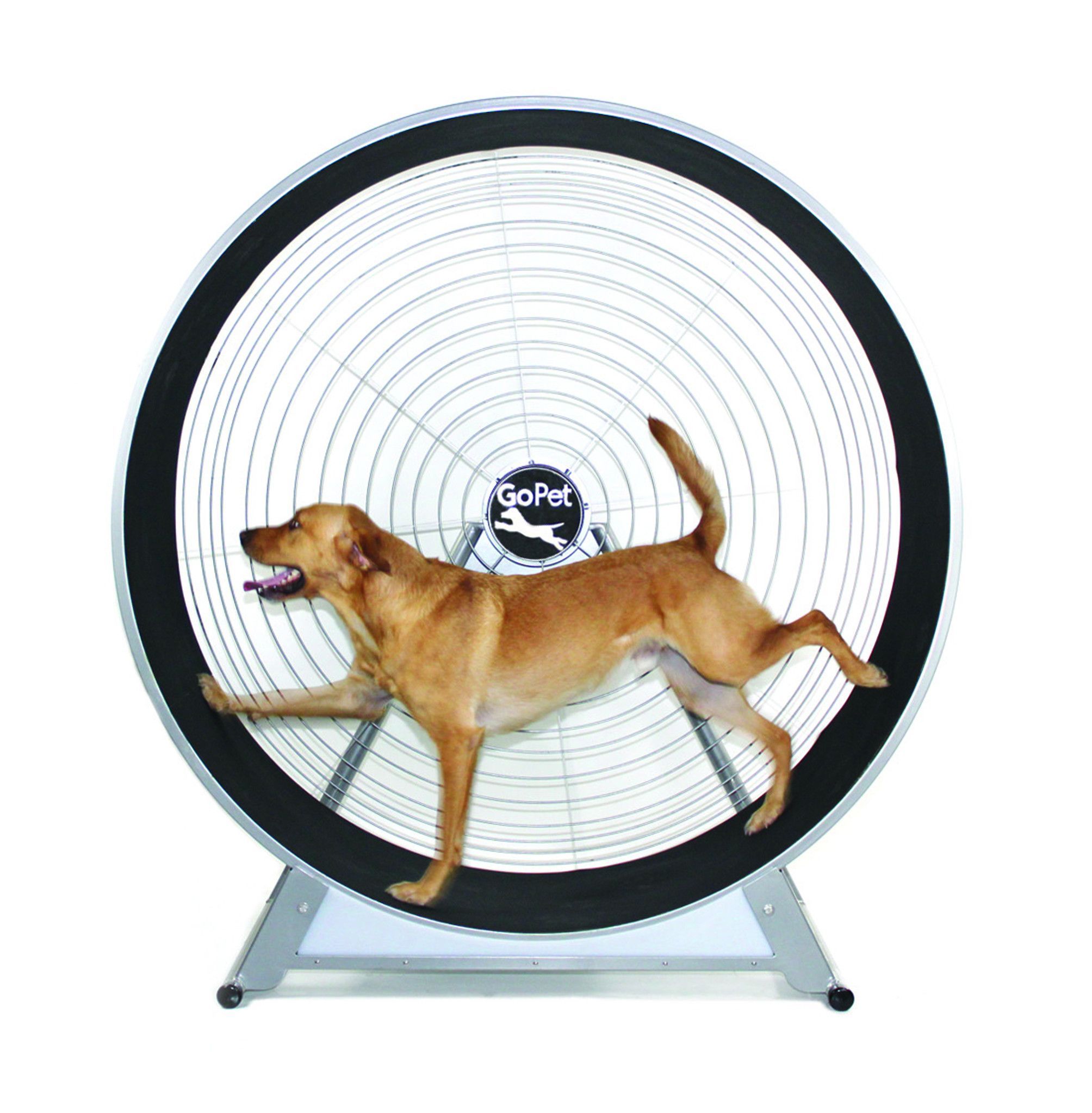 Detail Ebay Dog Treadmill Nomer 17