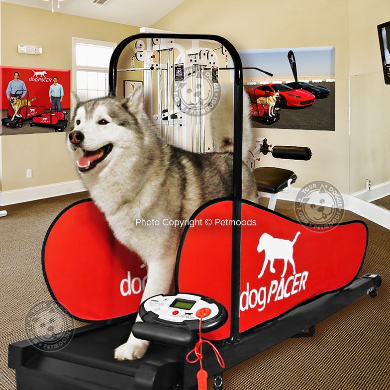 Detail Ebay Dog Treadmill Nomer 18
