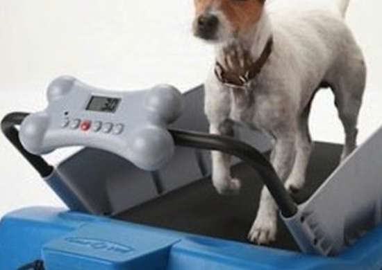 Detail Ebay Dog Treadmill Nomer 43