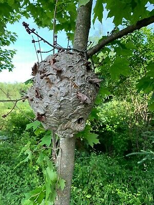 Ebay Wasp Nest - KibrisPDR