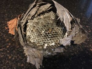 Detail Ebay Wasp Nest Nomer 2