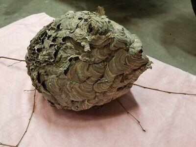 Detail Ebay Wasp Nest Nomer 3