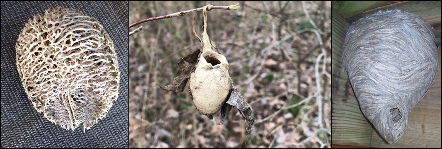 Detail Ebay Wasp Nest Nomer 20