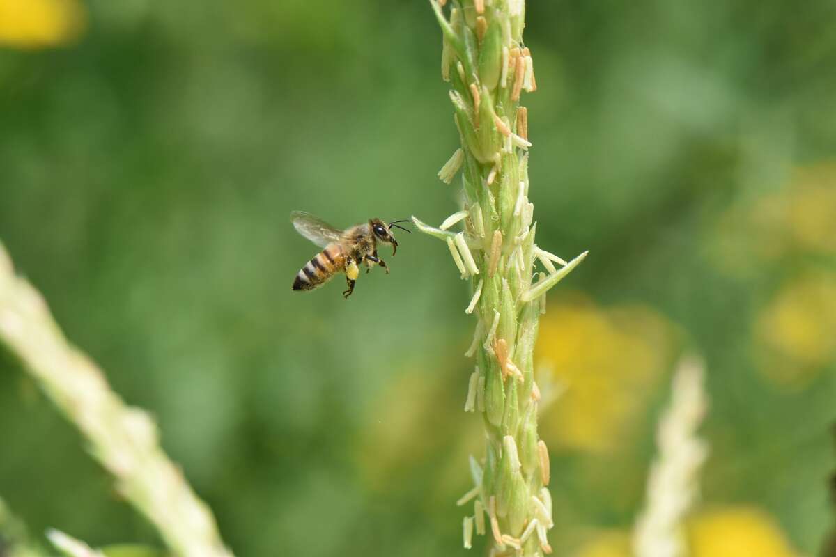 Detail Ebay Wasp Nest Nomer 21