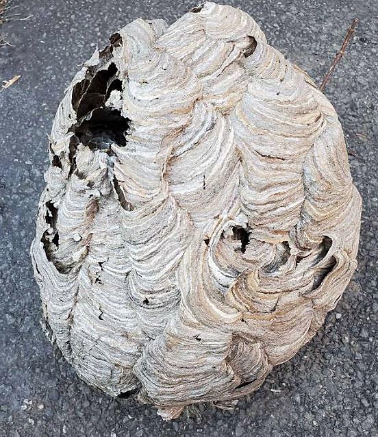 Detail Ebay Wasp Nest Nomer 22