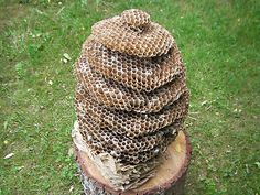 Detail Ebay Wasp Nest Nomer 26