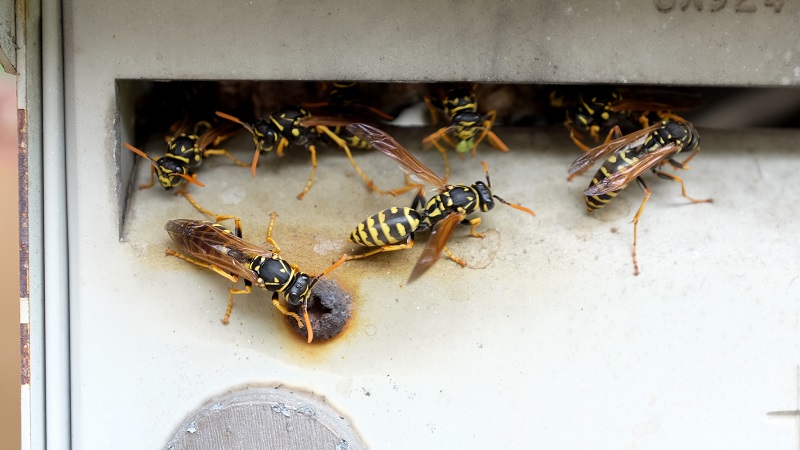 Detail Ebay Wasp Nest Nomer 38