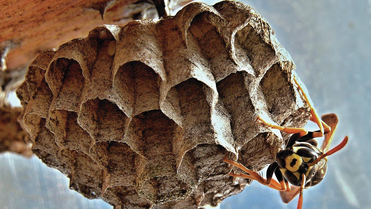 Detail Ebay Wasp Nest Nomer 7