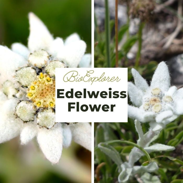 Detail Edelweis Flower Nomer 20