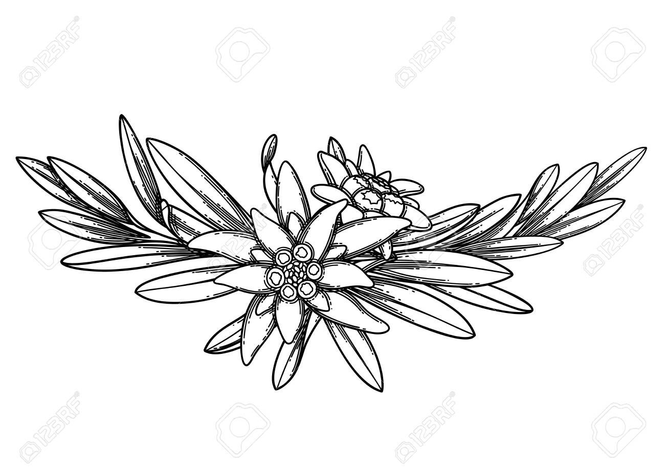 Detail Edelweis Vector Nomer 12