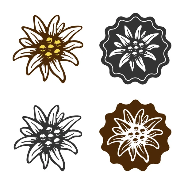 Detail Edelweis Vector Nomer 17