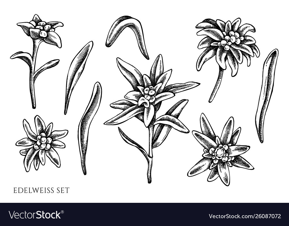 Detail Edelweis Vector Nomer 18