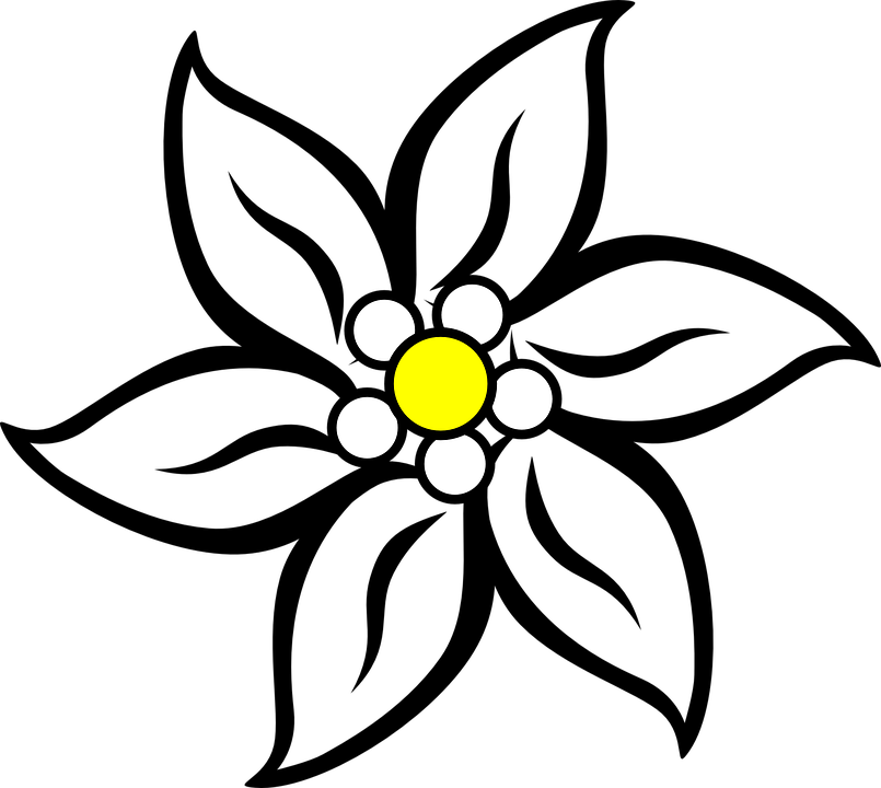 Detail Edelweis Vector Nomer 3