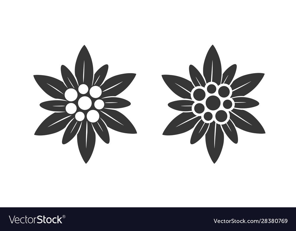 Detail Edelweis Vector Nomer 21