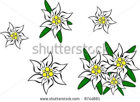 Detail Edelweis Vector Nomer 22