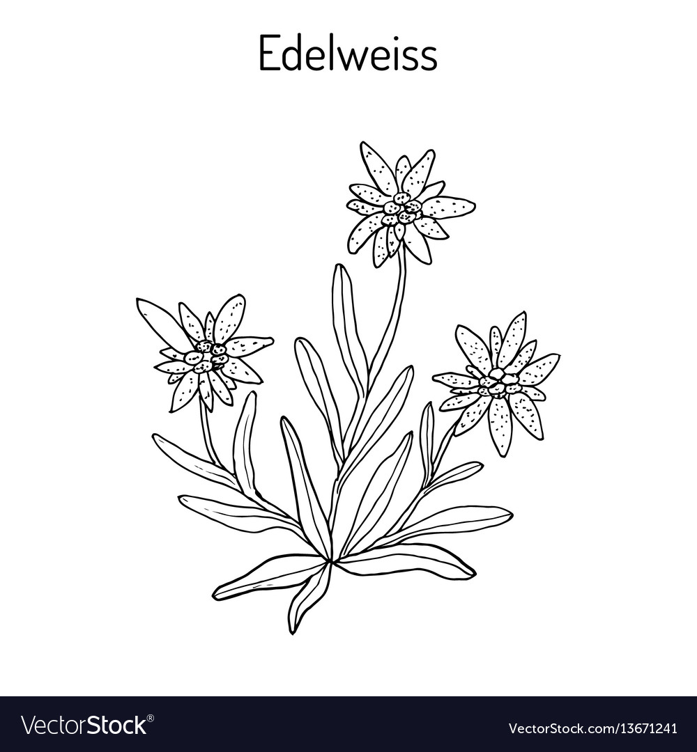 Detail Edelweis Vector Nomer 23