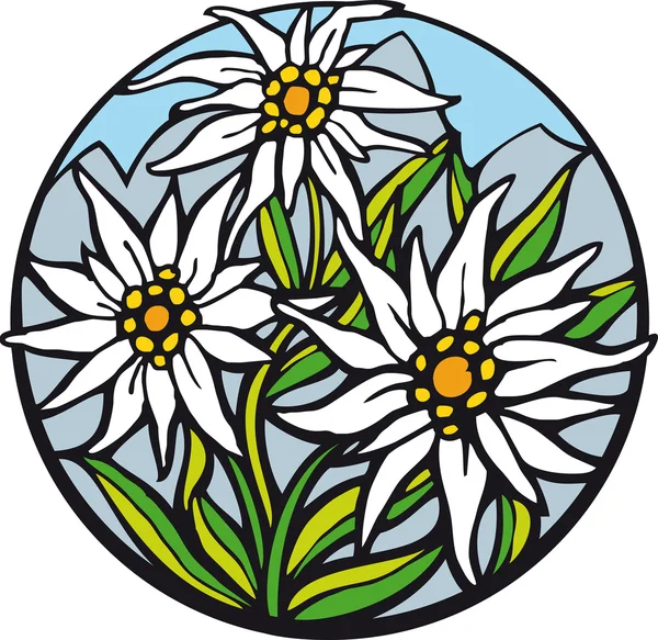 Detail Edelweis Vector Nomer 4
