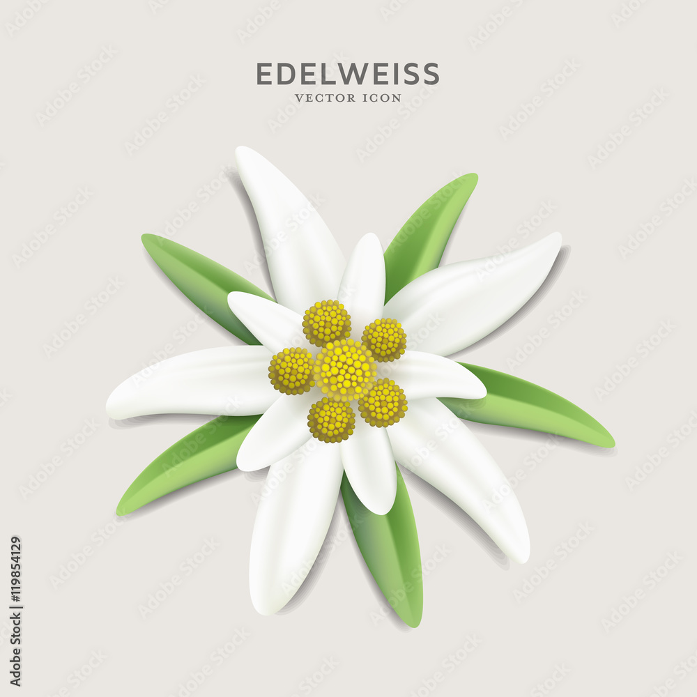 Detail Edelweis Vector Nomer 34