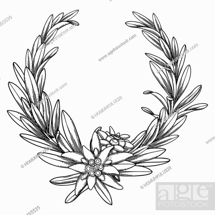 Detail Edelweis Vector Nomer 39