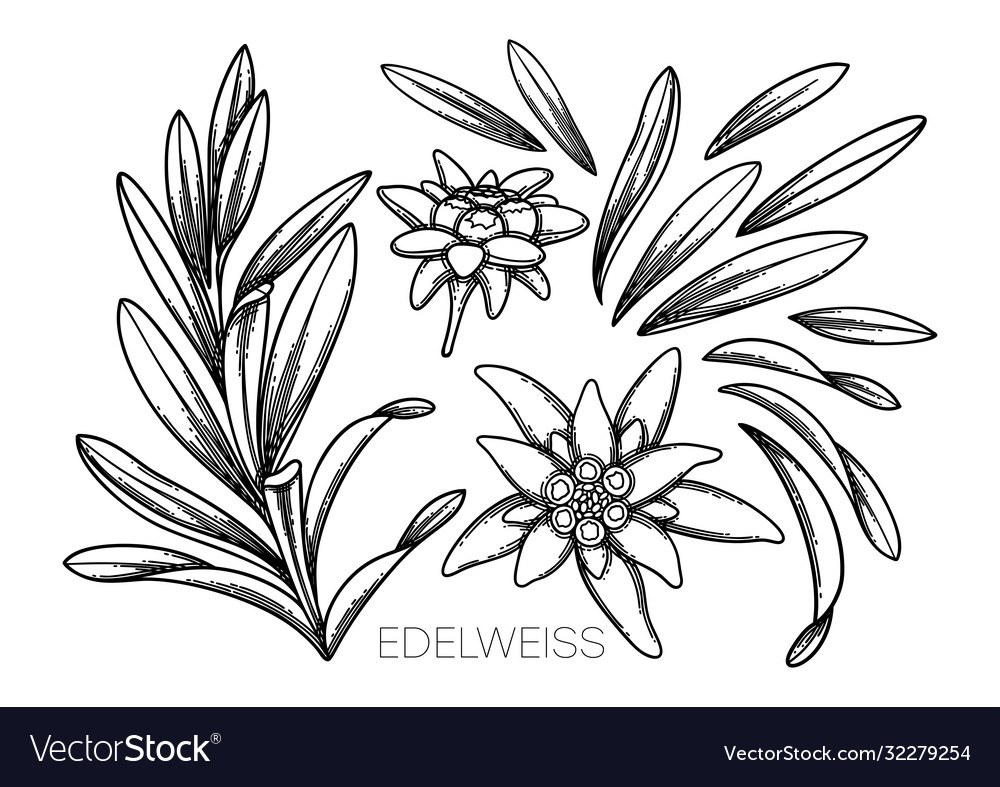 Detail Edelweis Vector Nomer 48