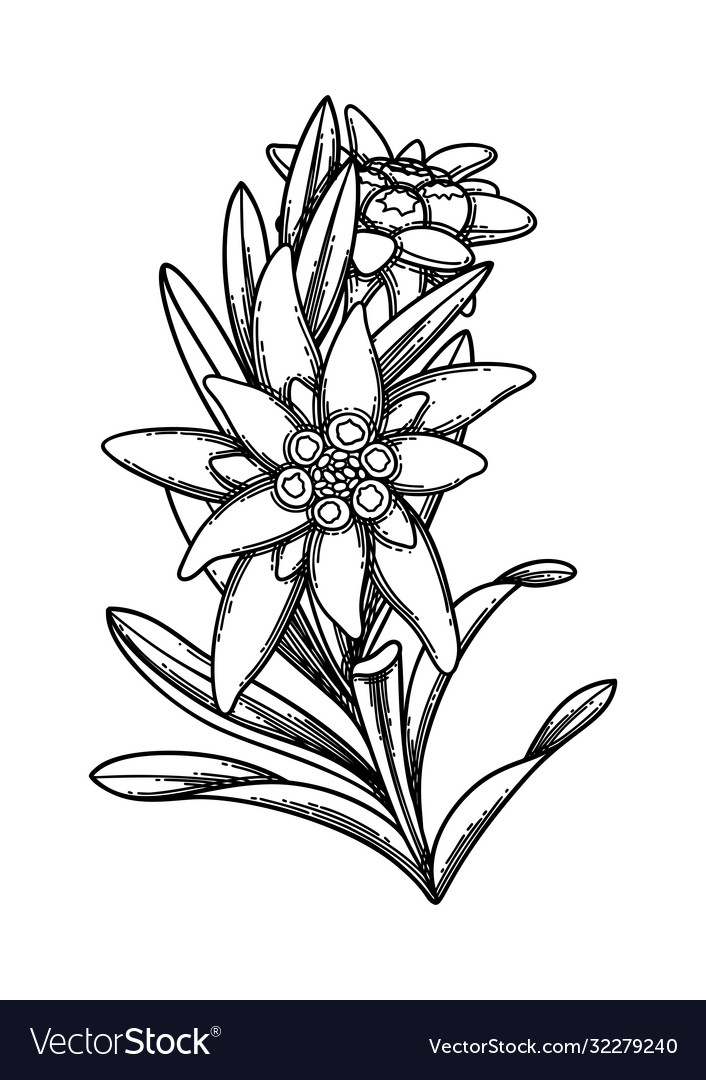 Detail Edelweis Vector Nomer 6