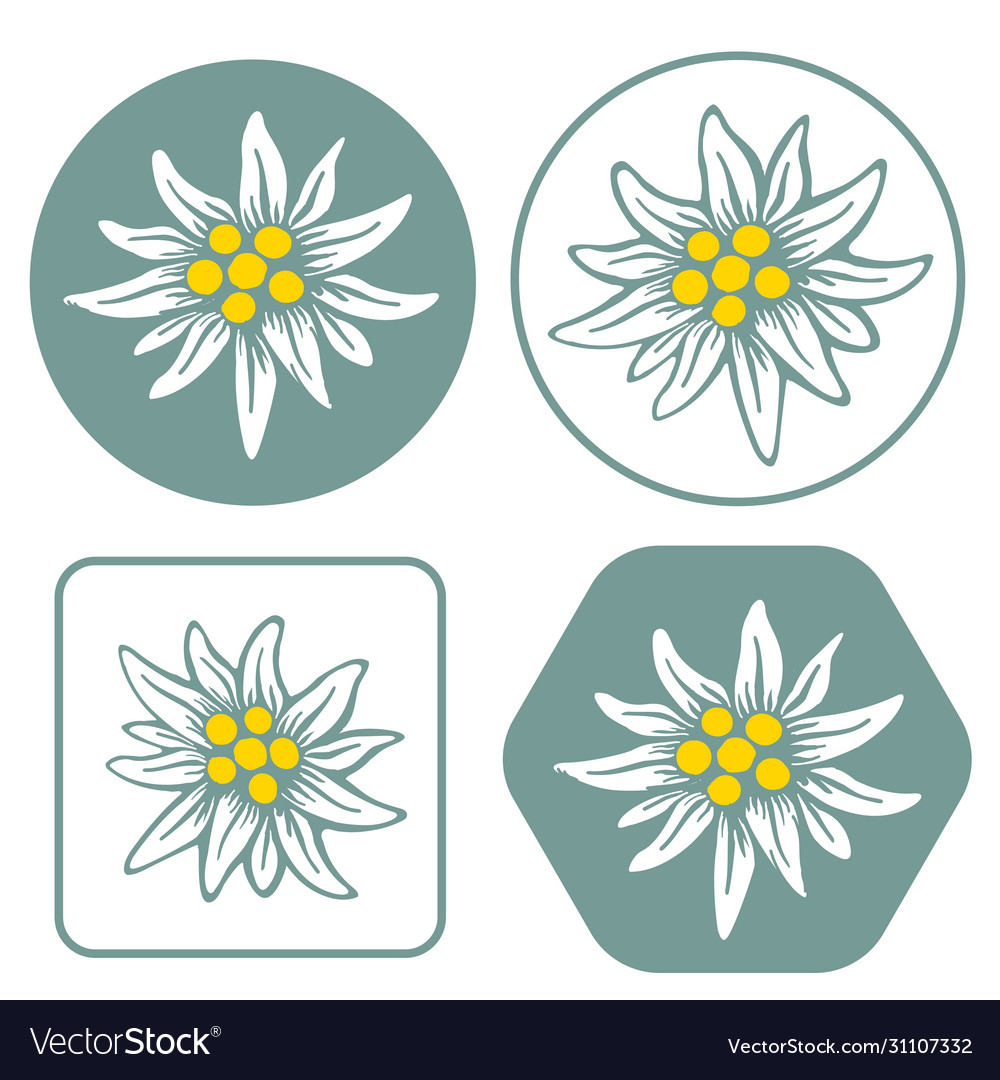 Detail Edelweis Vector Nomer 49