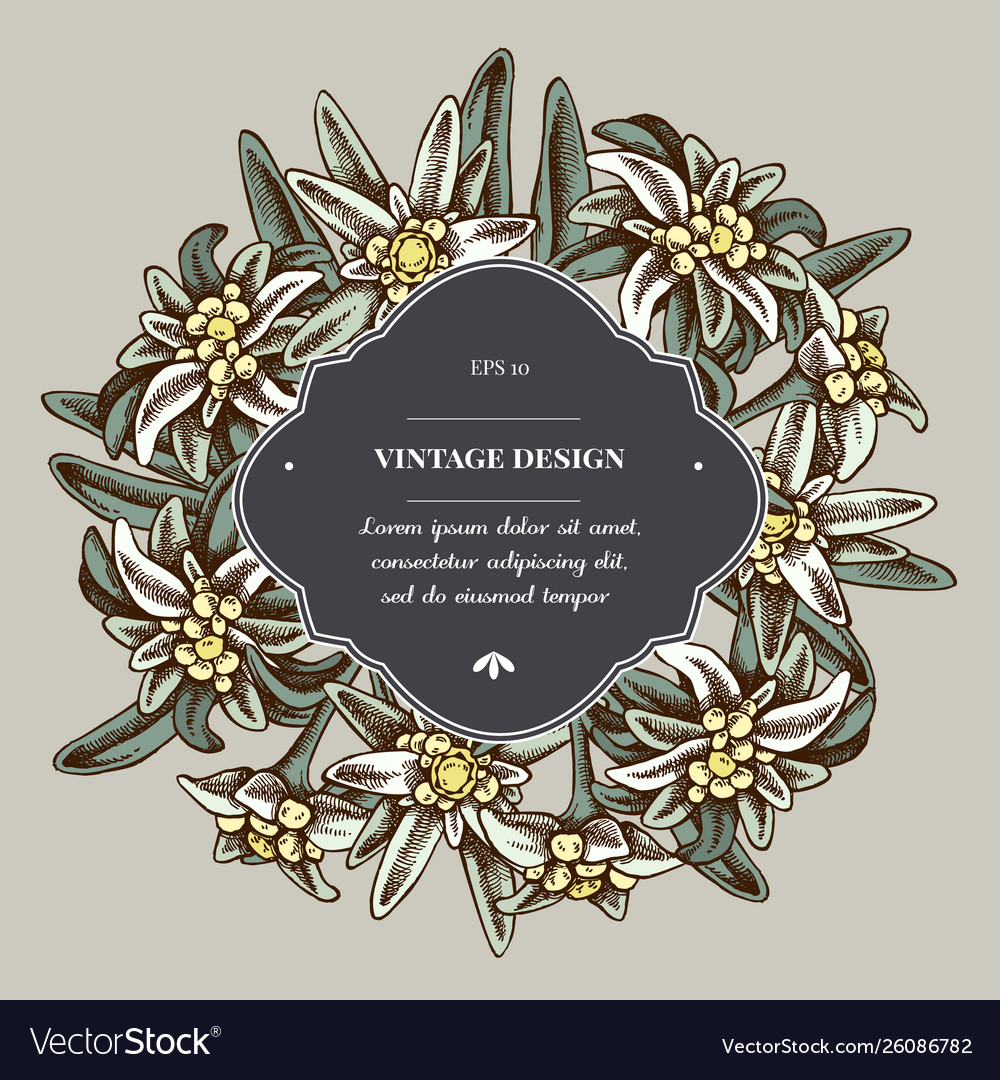 Detail Edelweis Vector Nomer 52