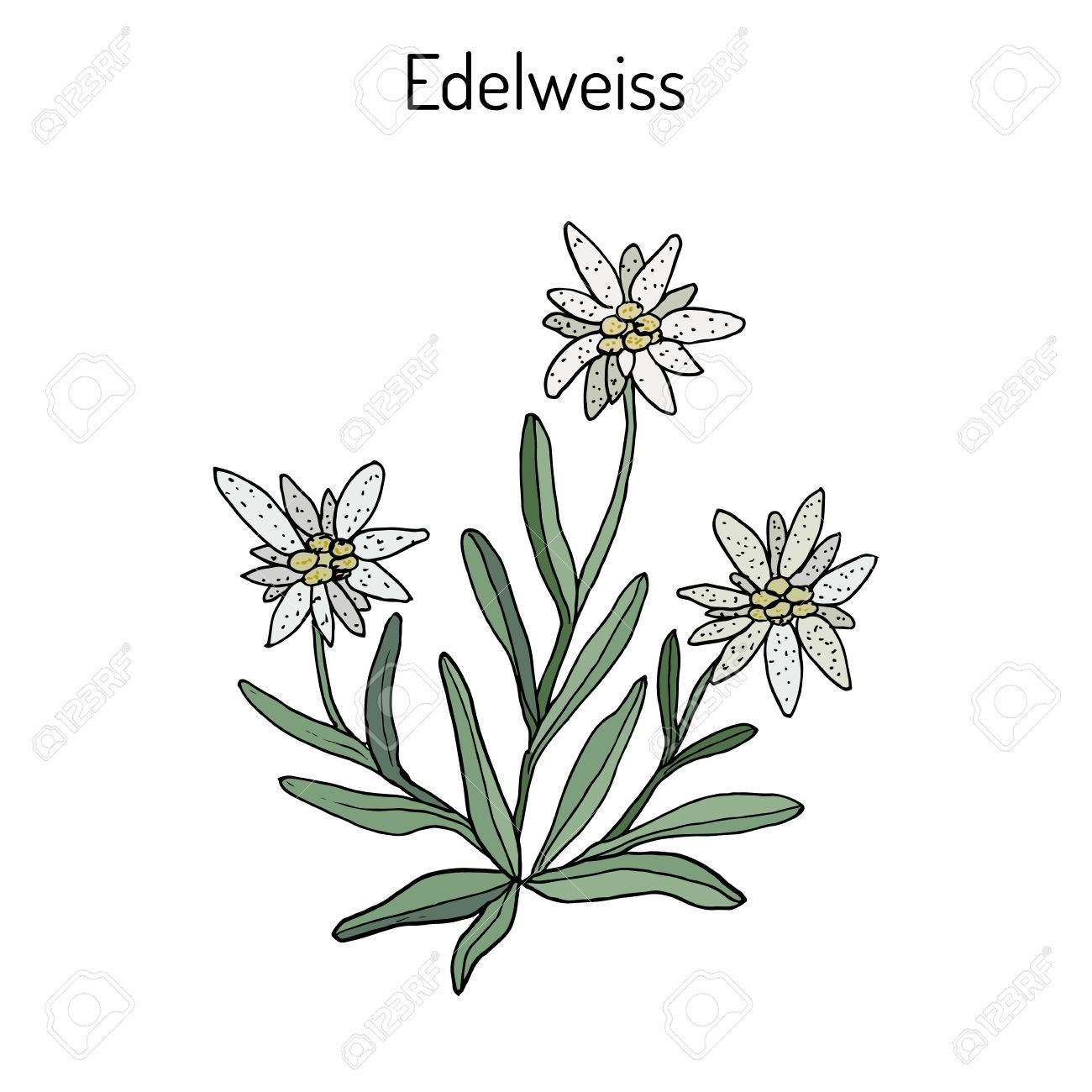 Detail Edelweis Vector Nomer 54