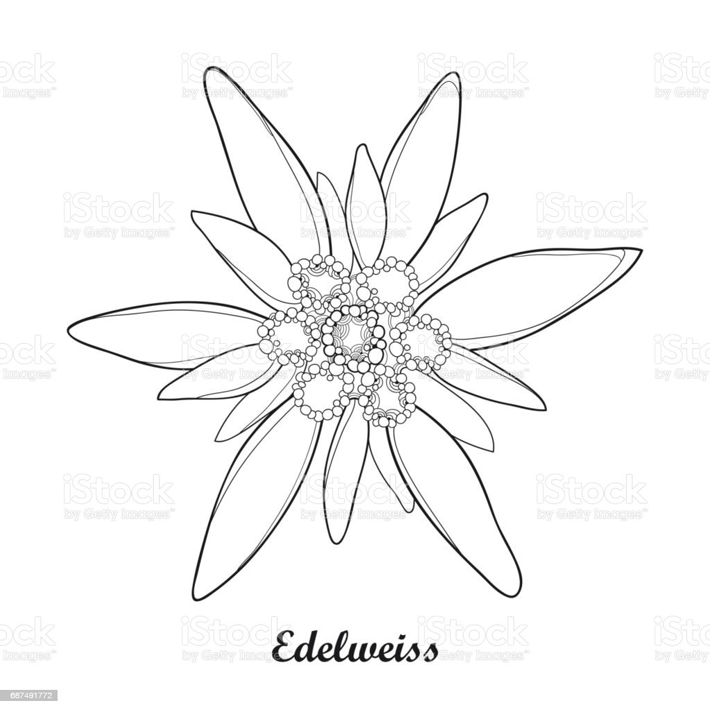 Detail Edelweis Vector Nomer 58