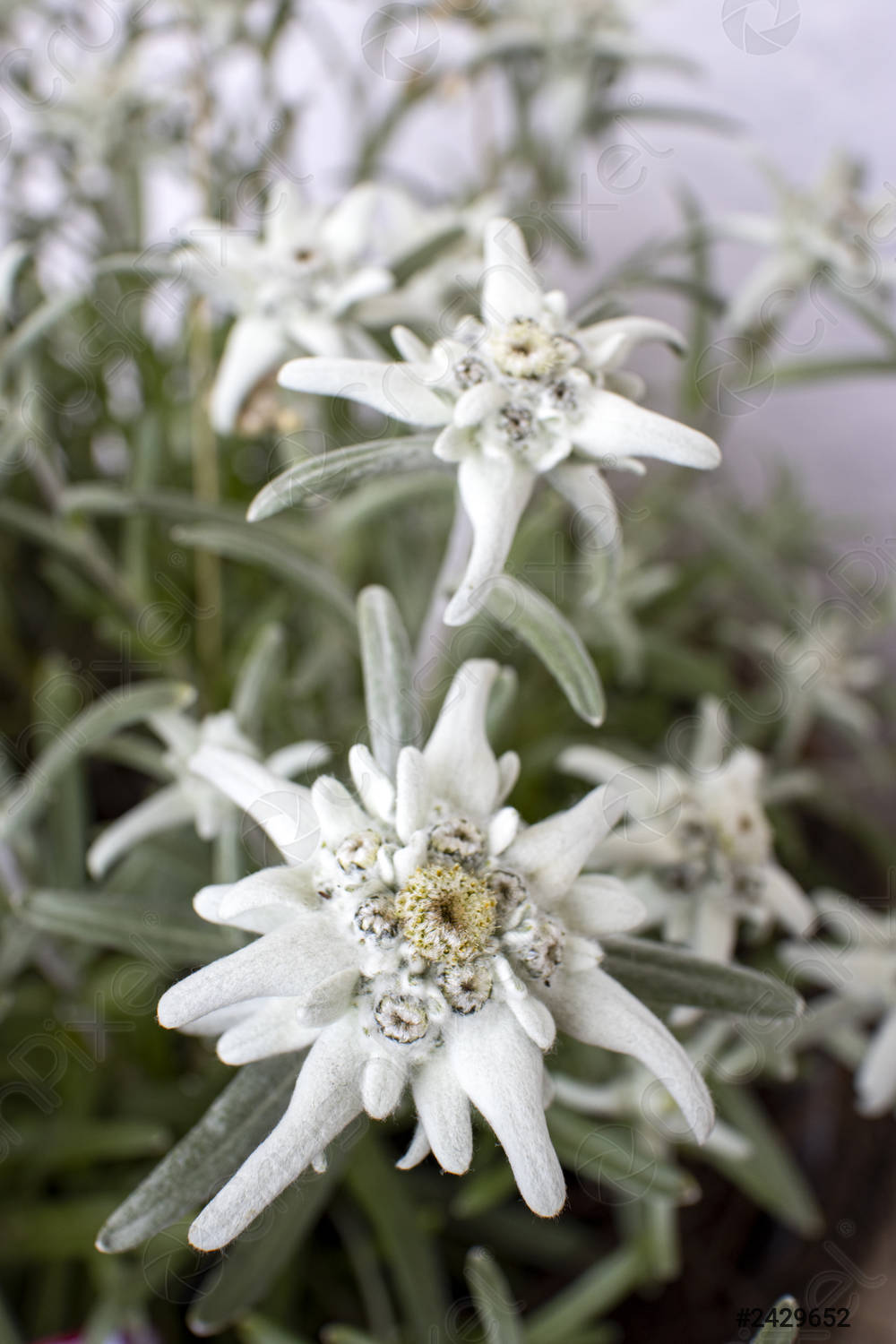 Detail Edelweiss Flower Nomer 17