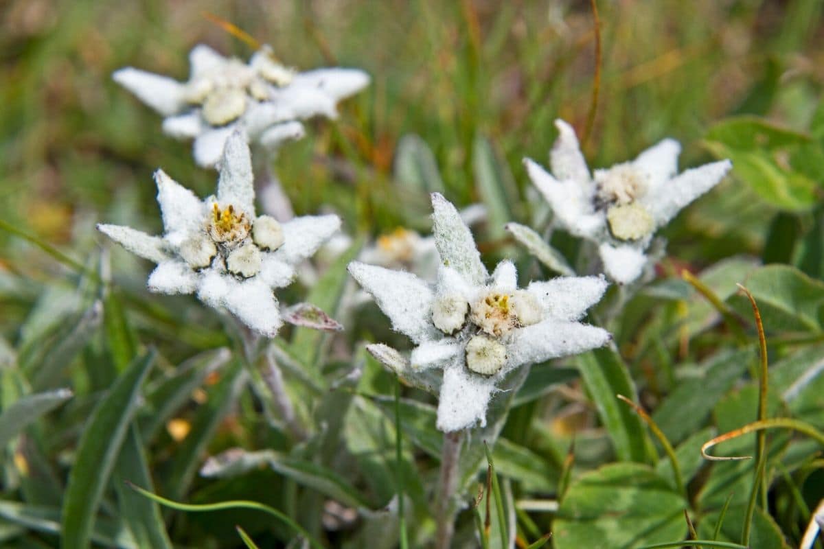 Detail Edelweiss Flower Nomer 22