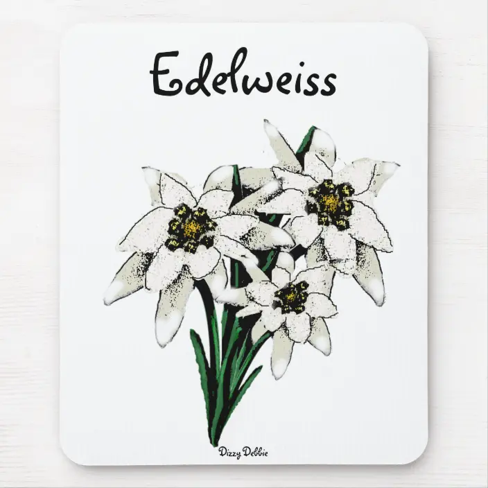 Detail Edelweiss Flower Nomer 30