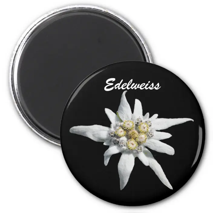 Detail Edelweiss Flower Nomer 31