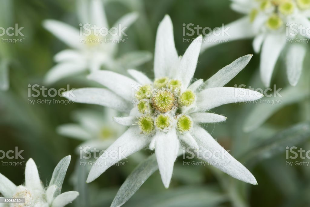 Detail Edelweiss Flower Nomer 37