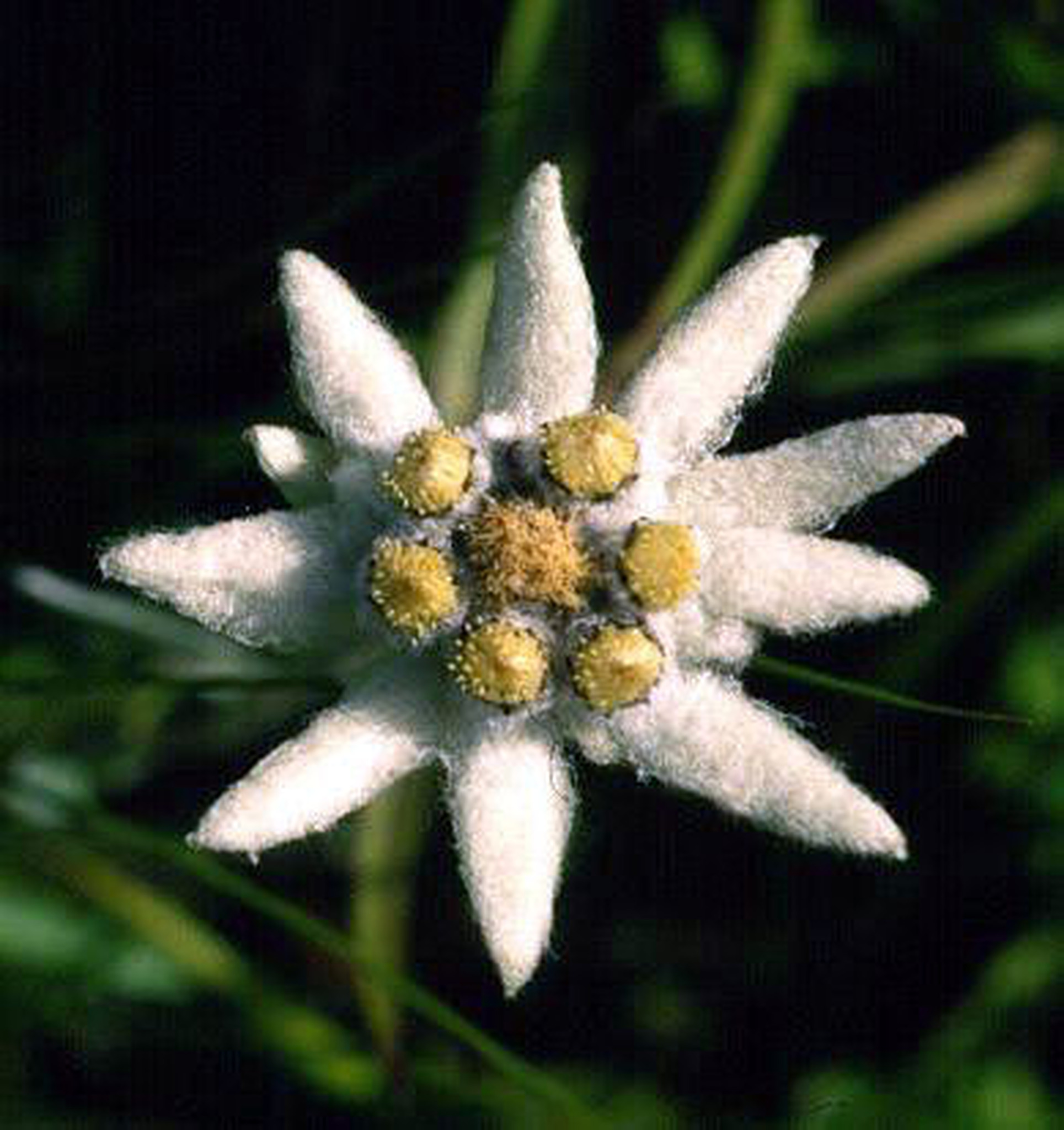 Detail Edelweiss Flower Nomer 5