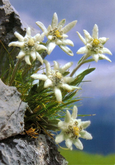 Detail Edelweiss Flower Nomer 40