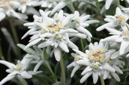 Detail Edelweiss Flower Nomer 46