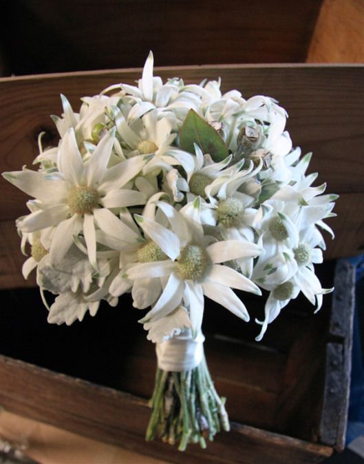 Edelweiss Flower Bouquet - KibrisPDR