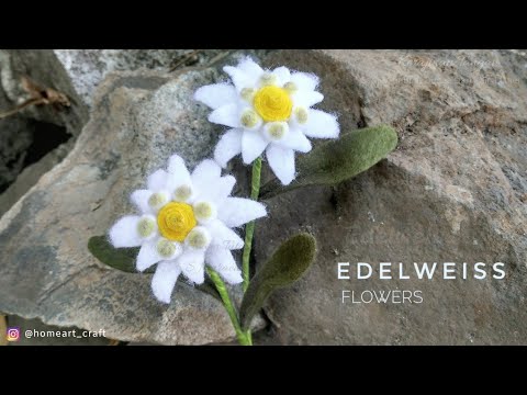Detail Edelweiss Flower Bouquet Nomer 41