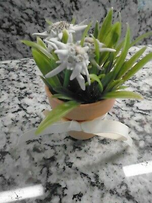 Detail Edelweiss Flower Bouquet Nomer 43