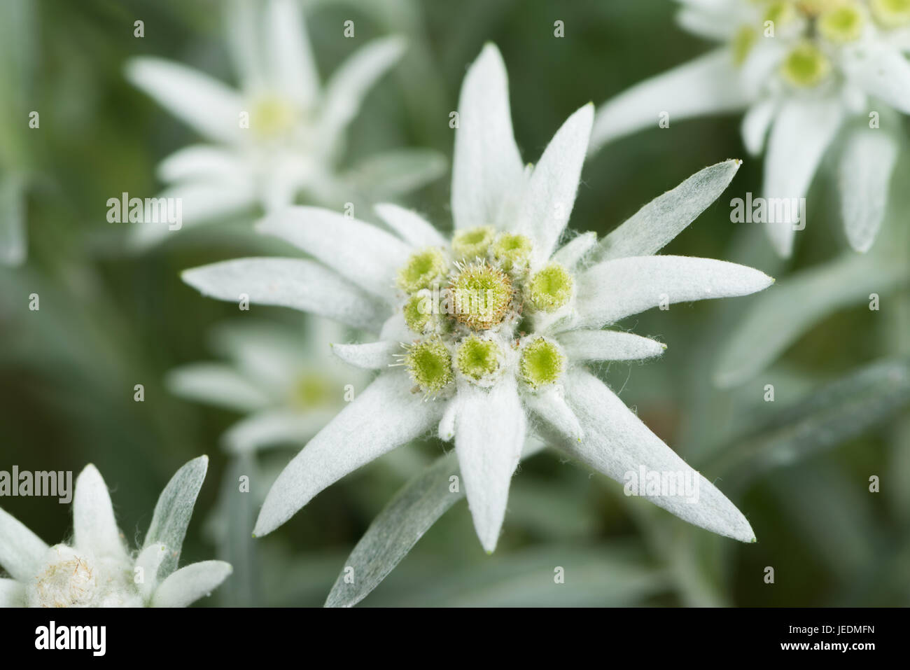 Detail Edelweiss Flower Images Nomer 20