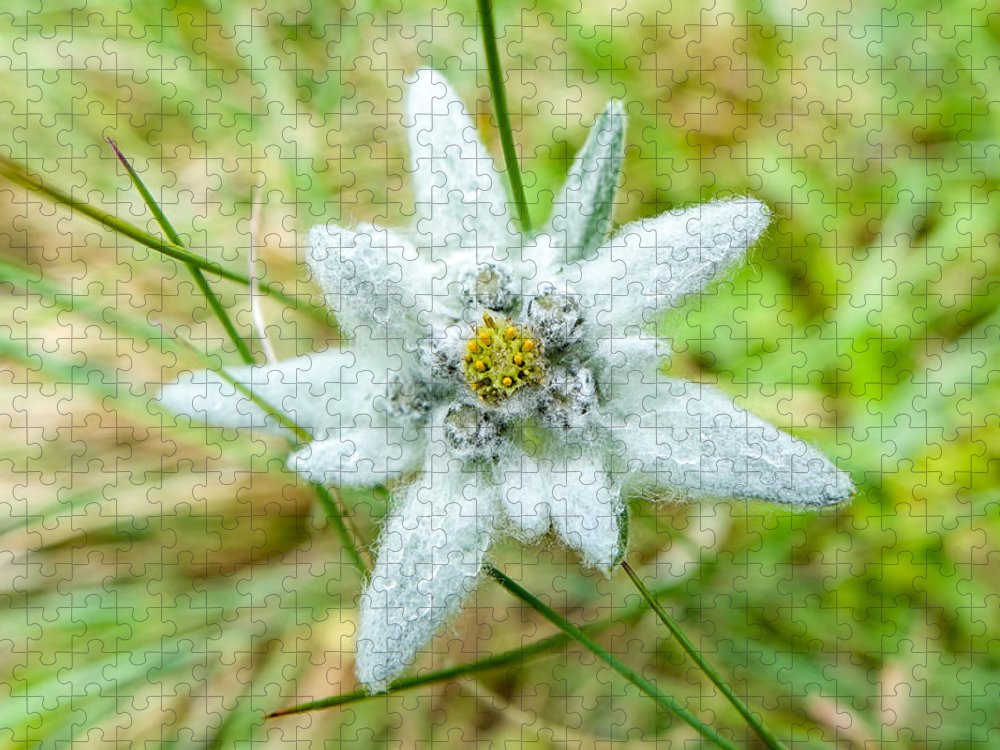 Detail Edelweiss Flower Images Nomer 28